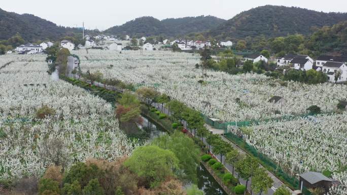 苏州树山生态村梨花风光