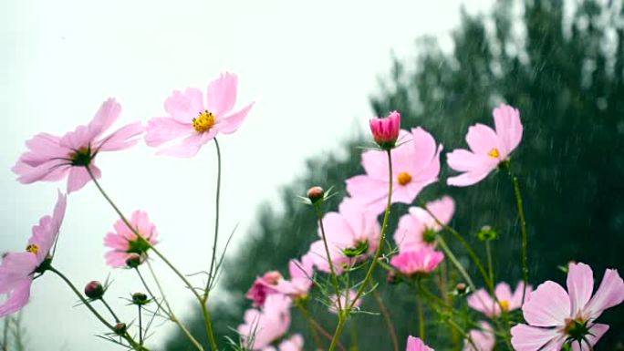 慢动作，雨中开花