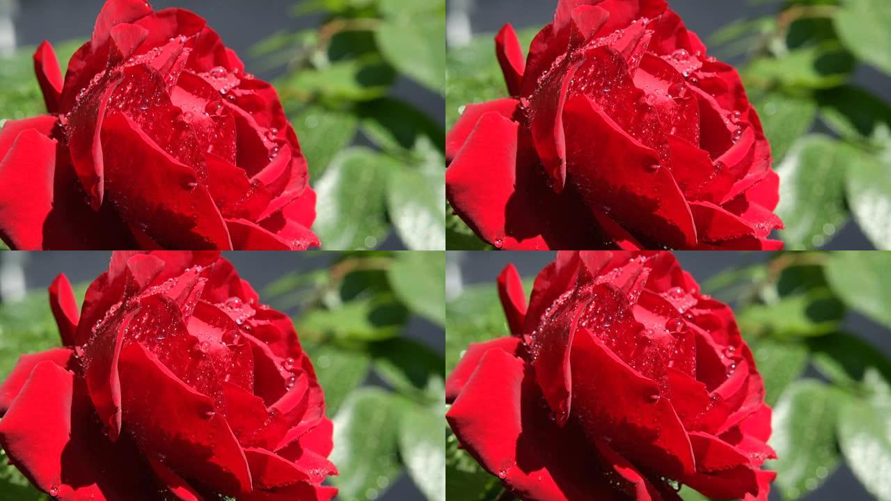 特写: 下雨后，红色天鹅绒玫瑰上的雨滴在阳光下闪闪发光