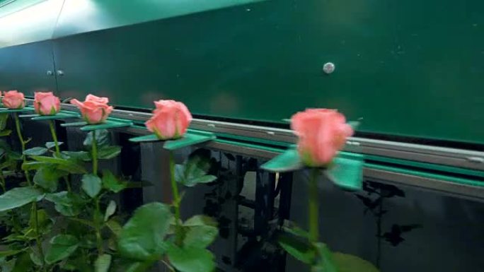 在聚束输送机上移动的玫瑰茎的低观。
