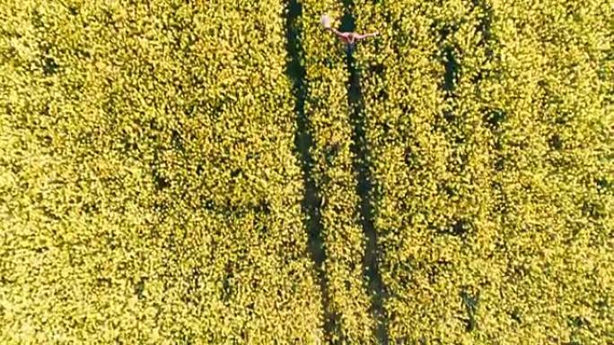 从无人机的视角看，兴高采烈的农民在田园诗般的、阳光明媚的黄色菜籽田里奔跑