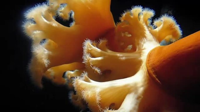 海洋深处的大型橙色海葵