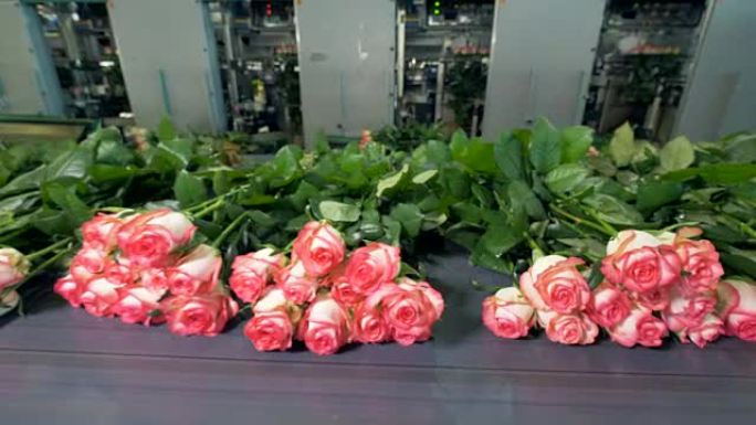 包装前，许多玫瑰躺在运输机上的远距视图。