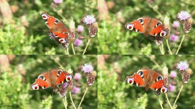 漂亮的孔雀蝶