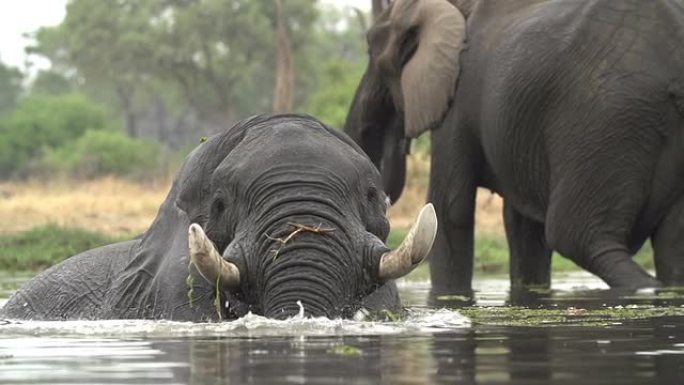 大象公牛在奥卡万戈三角洲的河中游泳和降温