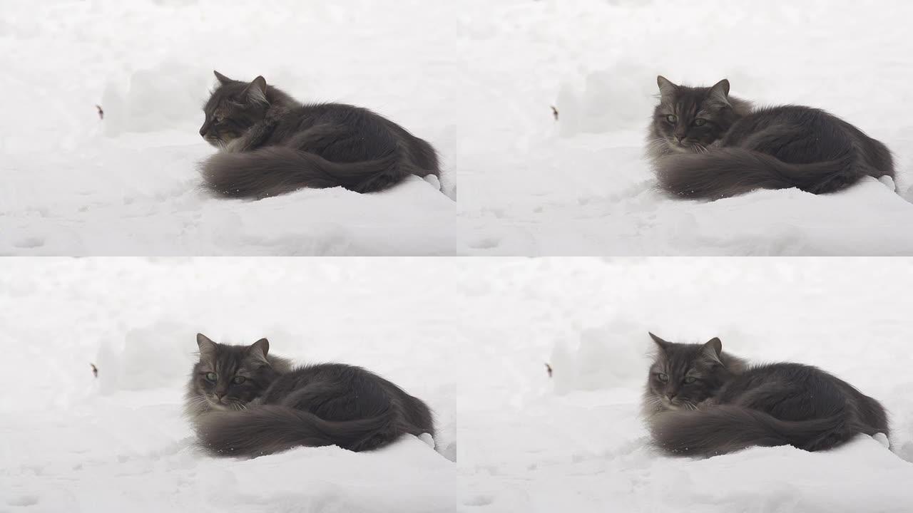 慢动作: 猫直接看着相机