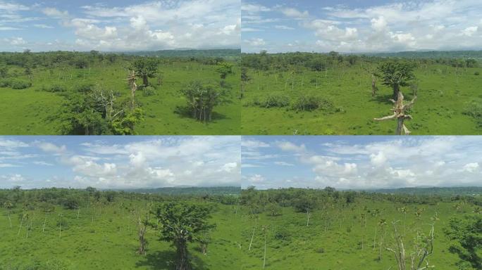 空中: 令人惊叹的生动绿色棕榈树种植园遍布异国情调的岛屿。
