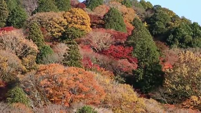 电影倾斜拍摄korankei森林公园与秋红离开名古屋日本