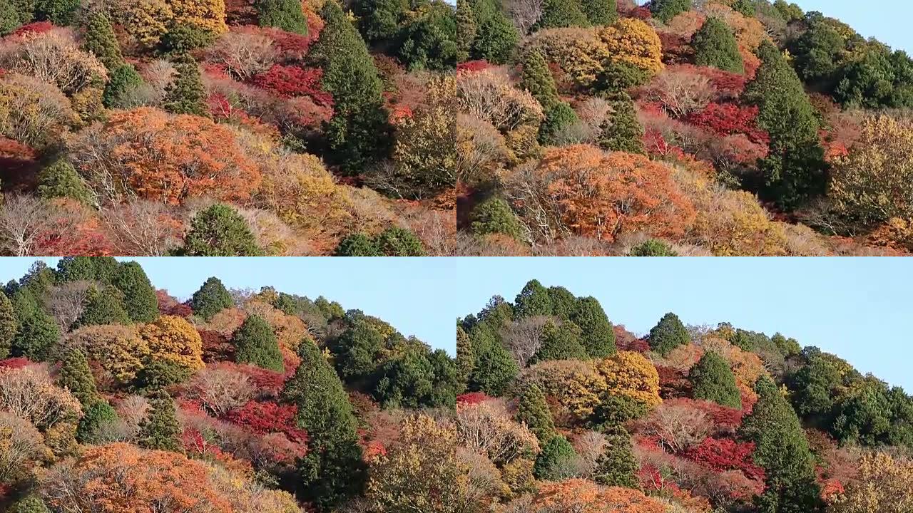 电影倾斜拍摄korankei森林公园与秋红离开名古屋日本