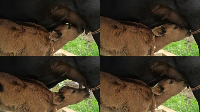 小牛喝牛奶小牛喝牛奶