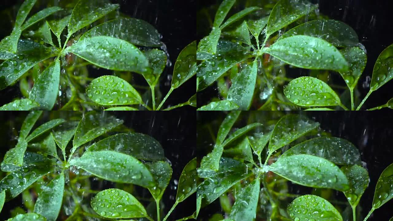 下雨落下的绿叶