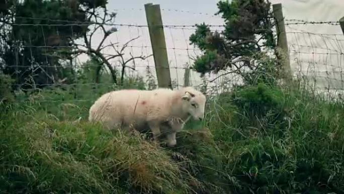 绵羊在篱笆下争先恐后地进入田野