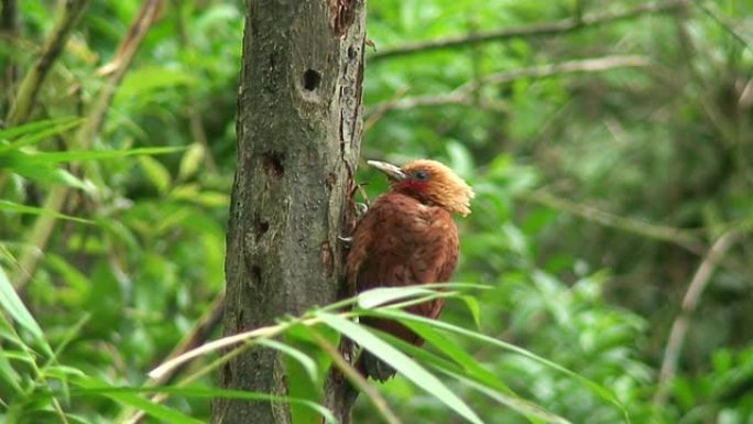 啄木鸟野生动物保护生物生态飞翔飞鸟