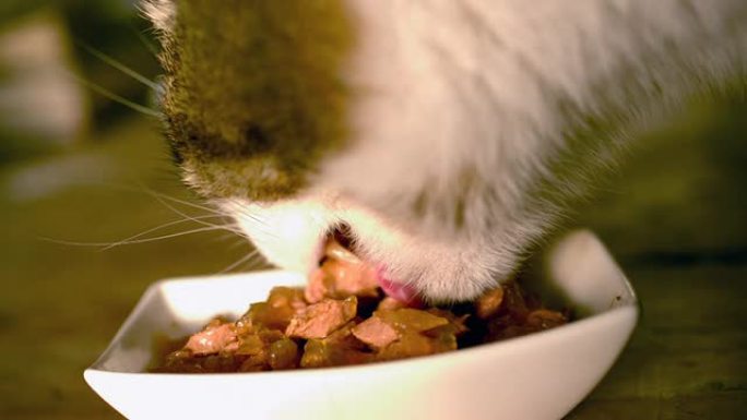 猫吃猫食