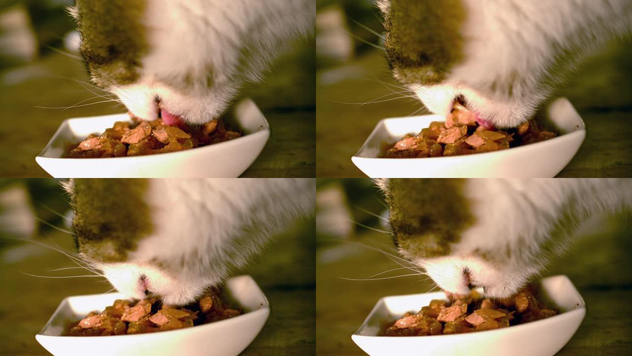 猫吃猫食