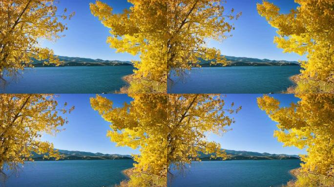 阳光明媚的树木和河流