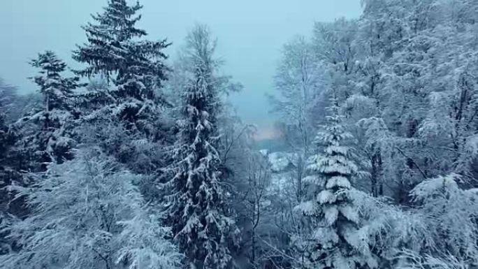 用积雪覆盖的枞树建立冬季景观的镜头