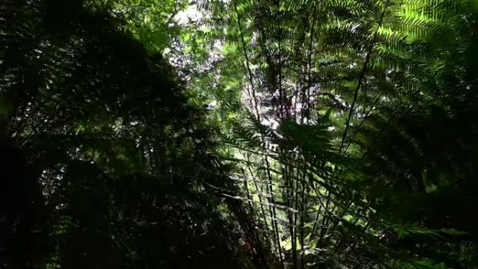 特写: 阳光明媚的夏天，早晨的阳光照耀着茂密的蕨类丛林森林