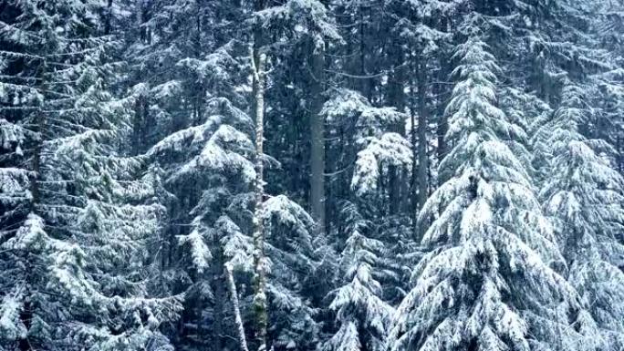 大雪中的冬季森林