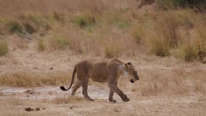 母狮走过草原，博茨瓦纳