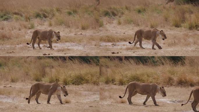 母狮走过草原，博茨瓦纳
