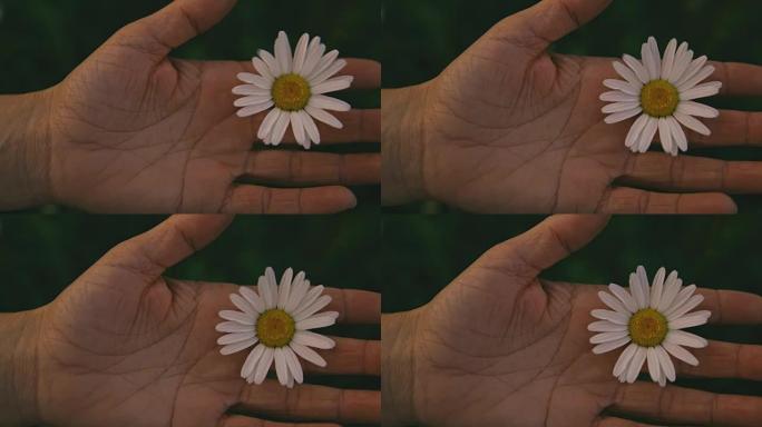 手握白色雏菊在风中吹，实时