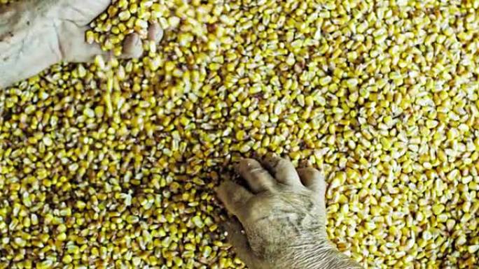 从上面看农民拔罐新鲜，黄色收获的玉米粒，慢动作