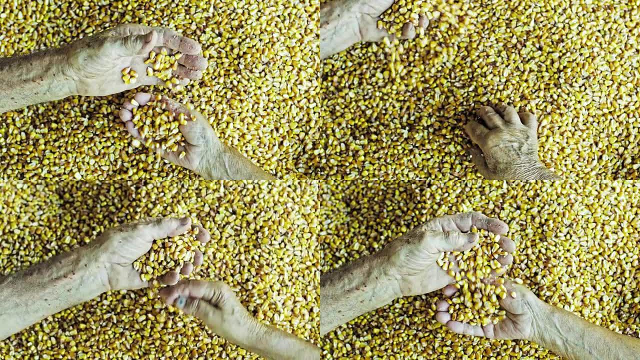 从上面看农民拔罐新鲜，黄色收获的玉米粒，慢动作