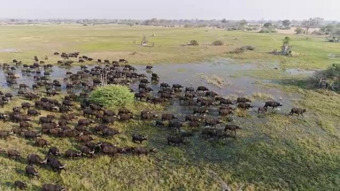 博茨瓦纳奥卡万戈三角洲一大群水牛角穿过沼泽湿地的空中特写侧视图