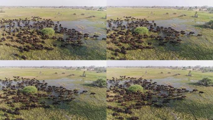 博茨瓦纳奥卡万戈三角洲一大群水牛角穿过沼泽湿地的空中特写侧视图