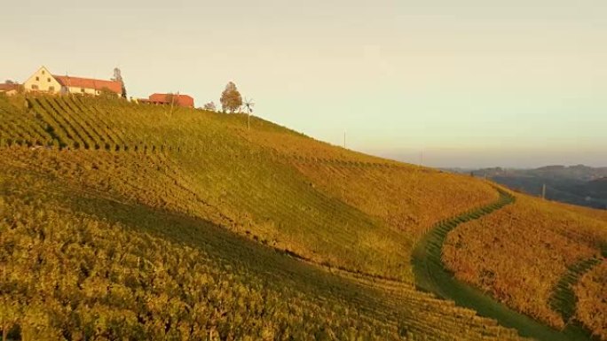 WS阳光明媚，宁静，田园诗般的乡村葡萄园山坡，斯皮尼克，斯洛文尼亚