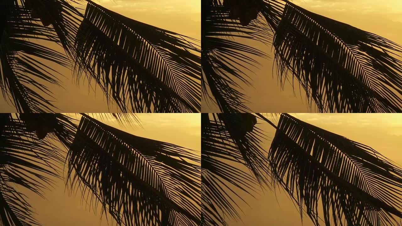 夕阳下椰树树叶在风中摇曳的慢动作剪影