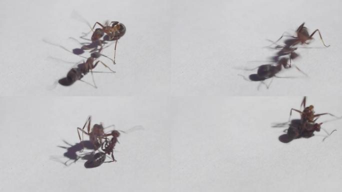 两只蚂蚁打架。