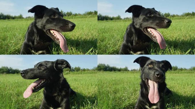 肖像: 快乐的小狗，黑色外套躺在寒冷的草丛中冷却。