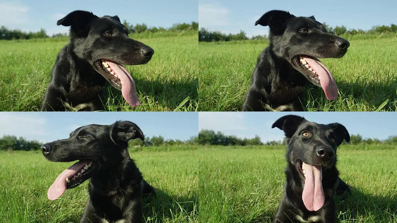 肖像: 快乐的小狗，黑色外套躺在寒冷的草丛中冷却。