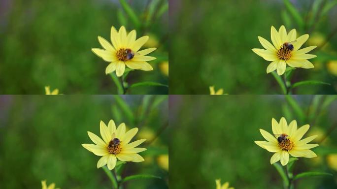 收获季节