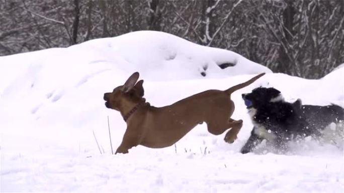 慢动作: 狗在新鲜的雪中玩耍