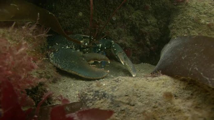 龙虾海虾龙虾海底世界