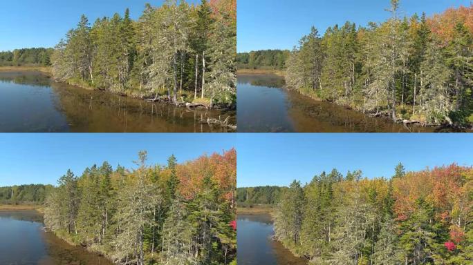 空中: 在湖附近的落叶和针叶林混合中翻转叶子