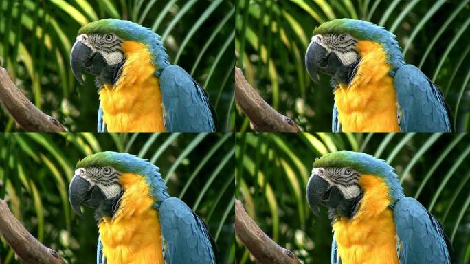彩色蓝黄鹦鹉特写