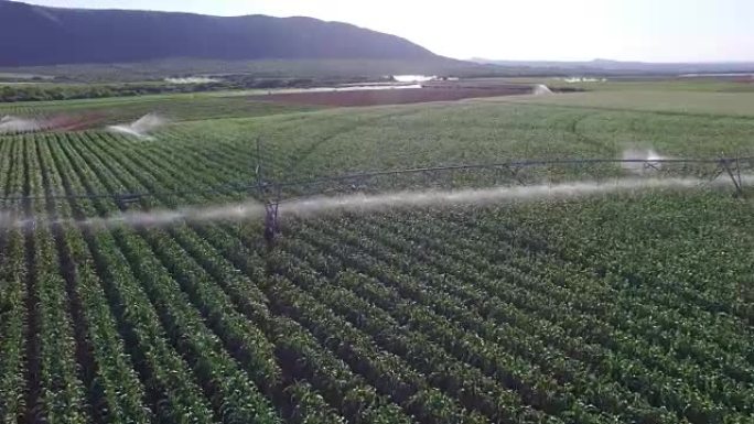 用中心枢轴系统灌溉的玉米田的鸟瞰图