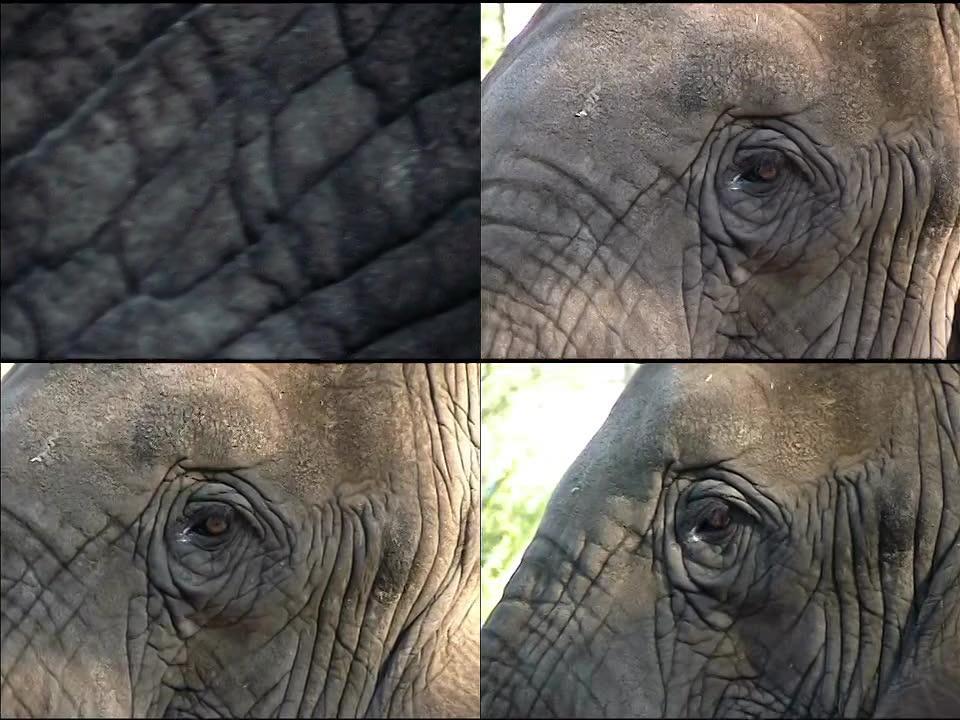 大象眼2特写大象的眼睛特写
