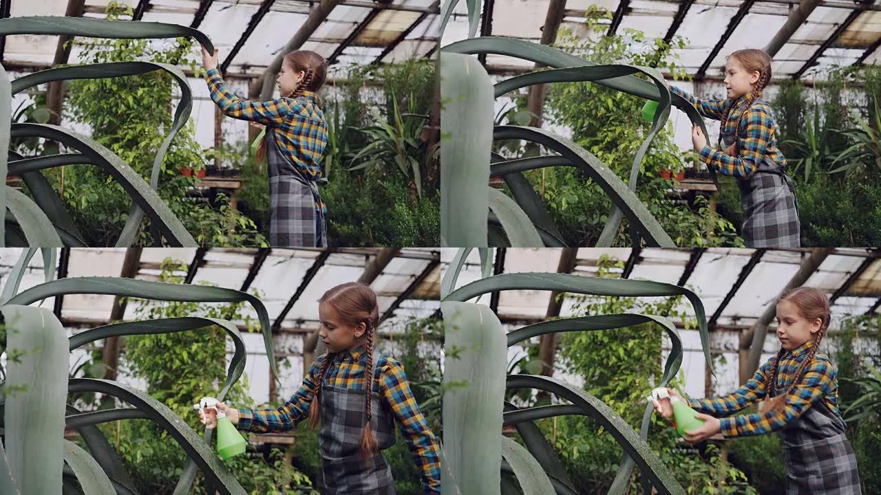 专注的孩子在温室里用喷雾器在常绿植物的叶子上洒水。家族企业，有趣的爱好，花和人的概念。