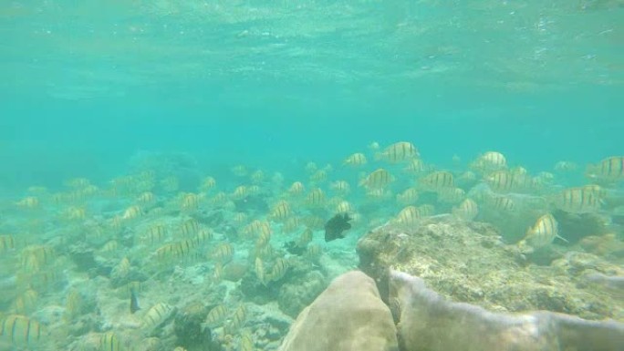 水下一群黑色条纹的白鱼在死去的珊瑚礁上游动