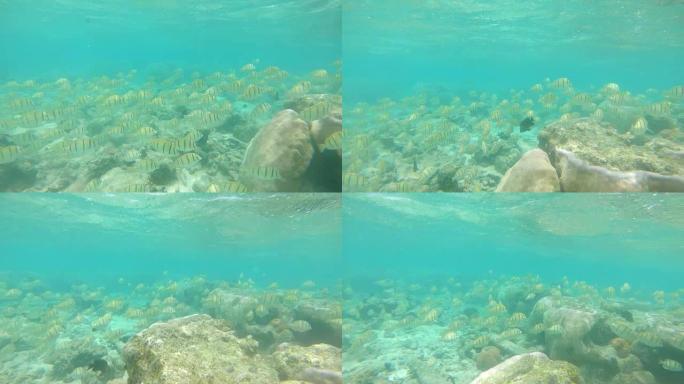 水下一群黑色条纹的白鱼在死去的珊瑚礁上游动