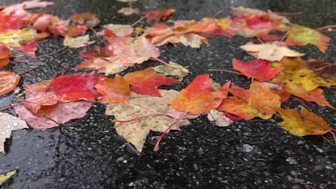 宏观: 下雨的秋日，雨滴落在五颜六色的树叶上。