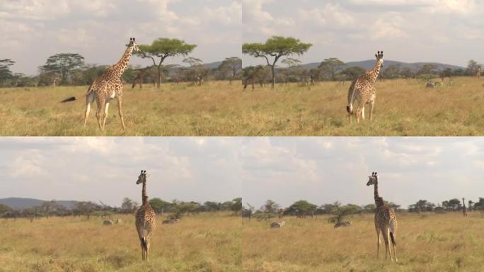 特写: 长颈鹿在野生动物园的干稀树草原上放牧的动物中行走