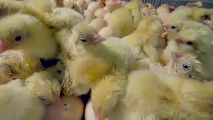 一群可爱的新孵化的小鸡。4K。
