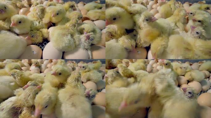 一群可爱的新孵化的小鸡。4K。