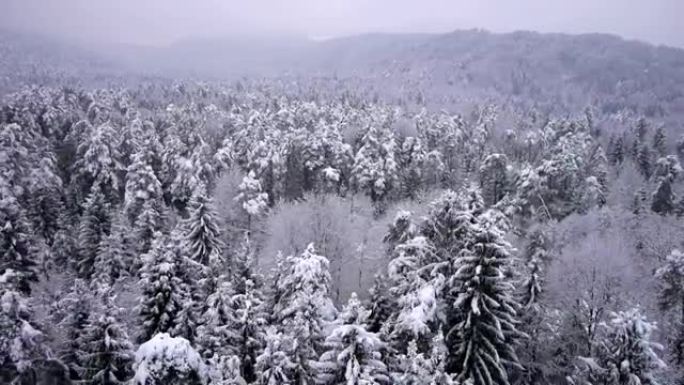 空中: 冬季在森林上空飞行